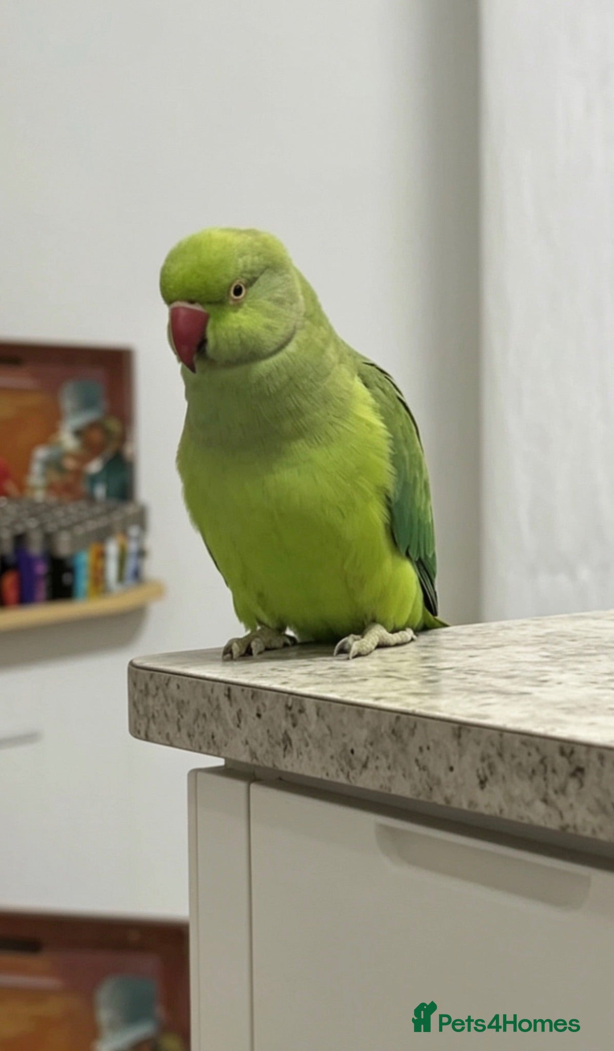 Parrots birds Baby green ring neck tamed talking parrot  - Advert 1