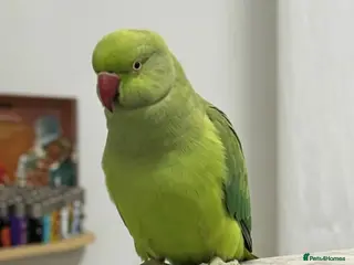 Parrots birds Baby green ring neck tamed talking parrot - Advert 1