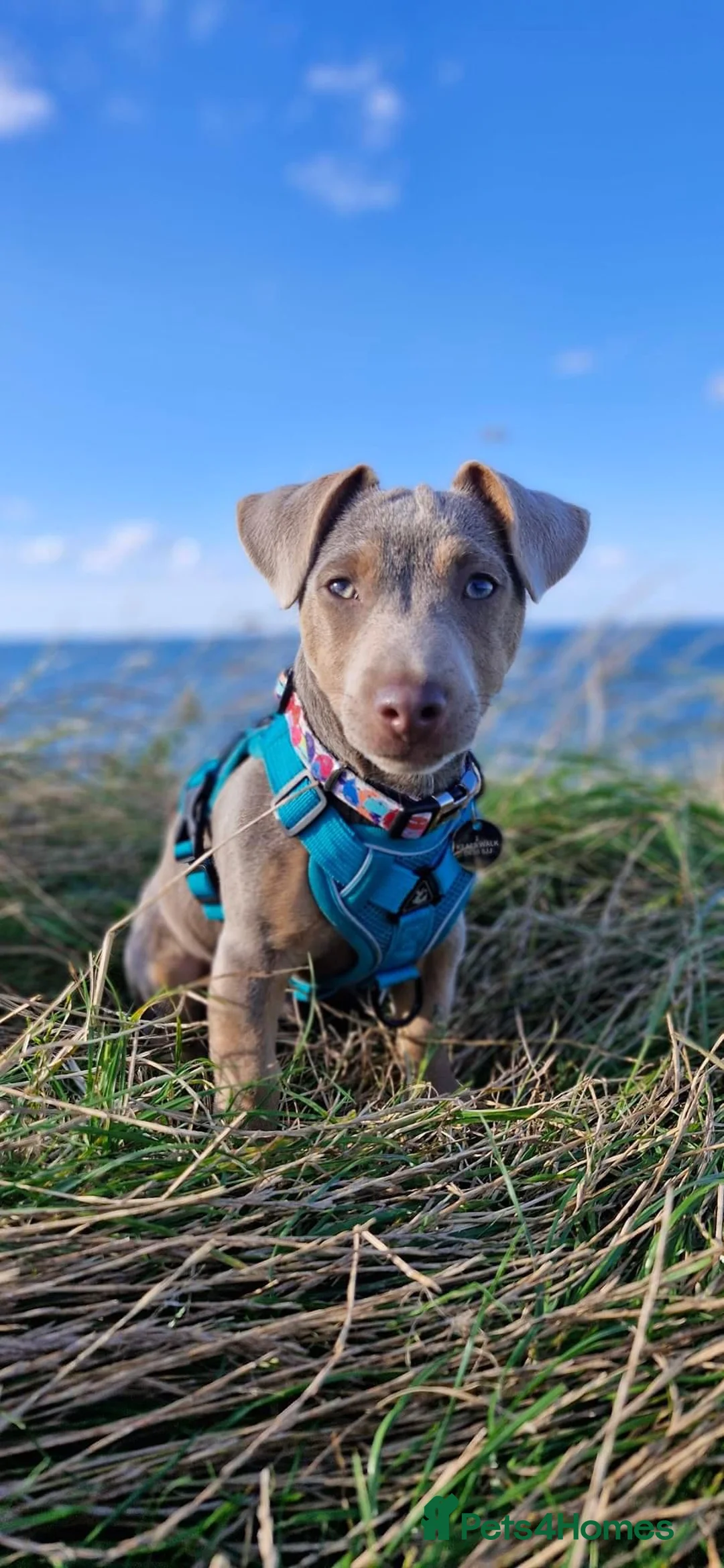 Jack Russell dogs for stud: DONJACKS RANGER - imported lilac & tan stud dog in Doncaster - Advert 21