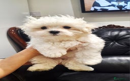 Maltese dogs for sale: Mini Maltese Puppys - Image 9