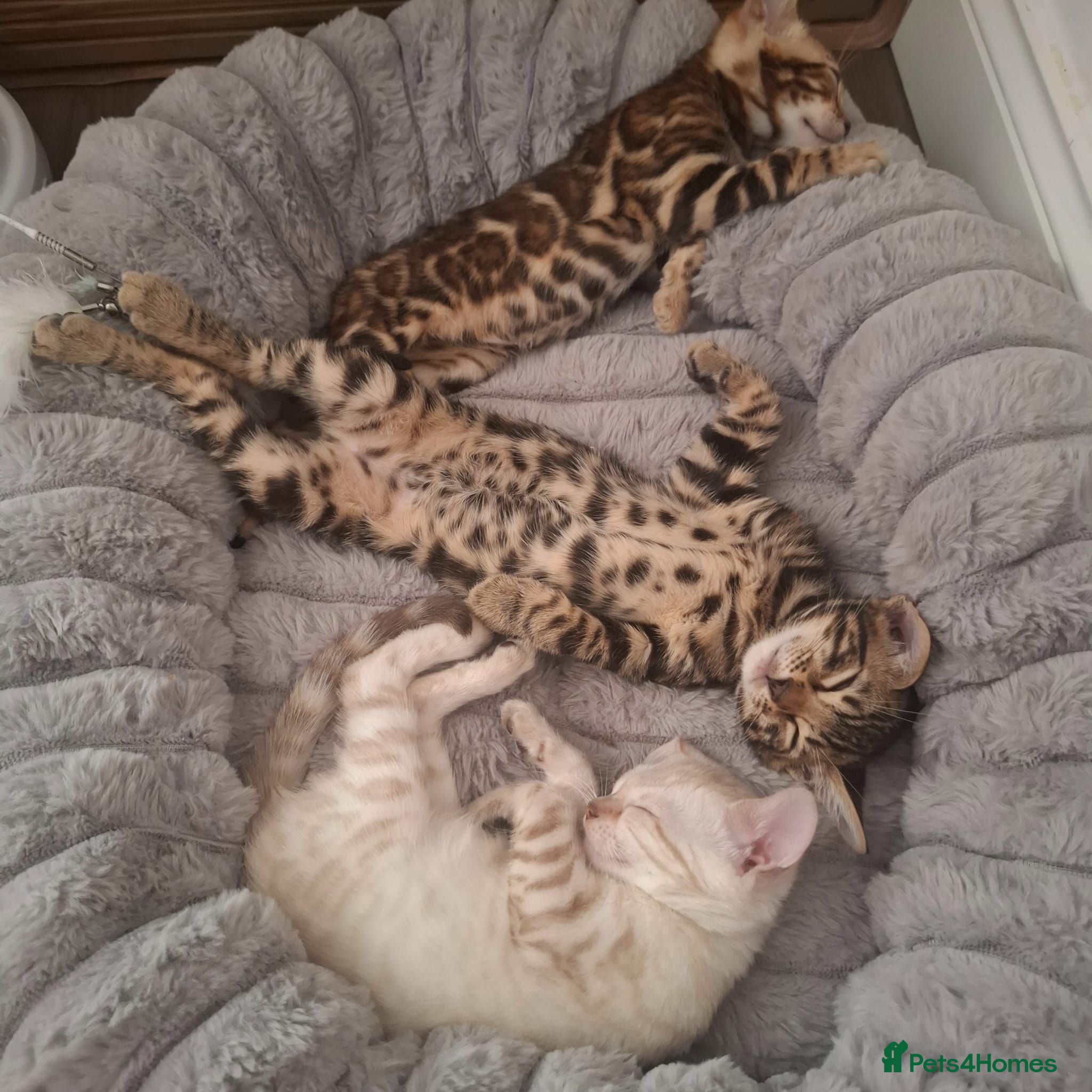 Bengal cats Stunning Bengal Kittens  - Advert 4