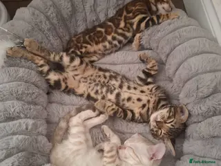 Bengal cats Stunning Bengal Kittens - Advert 4
