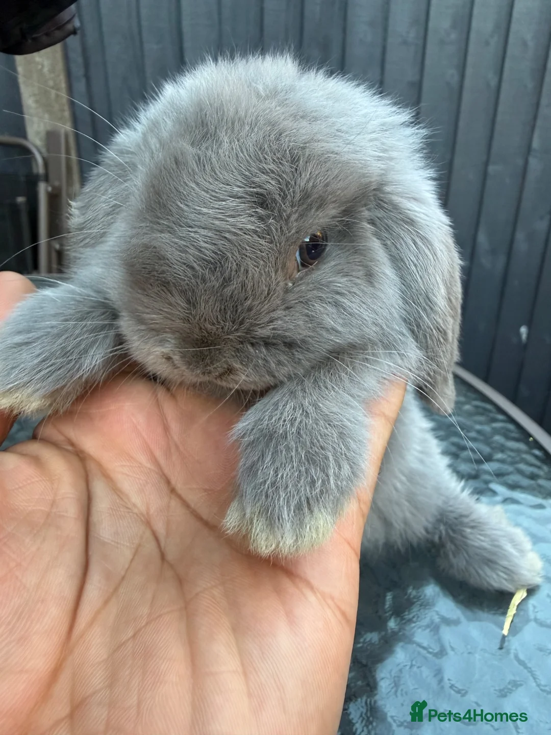 Mini Lop rabbits for sale: ❤️Mini Lop bunny for reserve 🐰  - Advert 1