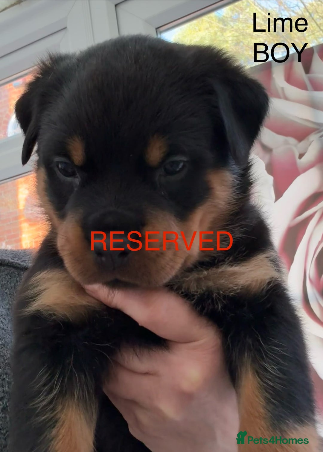 Rottweiler dogs for sale: Chunky Rottweiler Puppies for sale - Advert 12