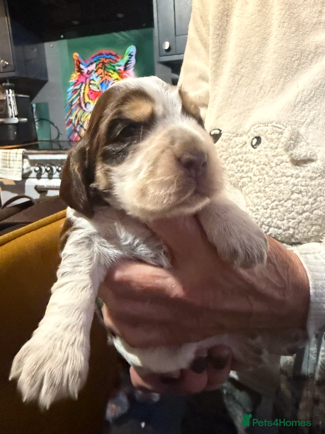 Cocker Spaniel dogs for sale: Show cocker spaniel pups - Advert 6