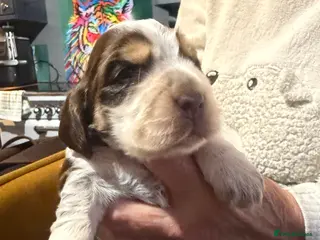 Cocker Spaniel dogs Show cocker spaniel pups - Advert 3