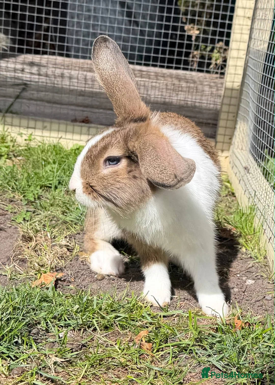 Mixed Breed rabbits for sale: Morag vaccinated and neutered  - Advert 2