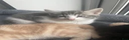 Maine Coon cats for sale: Maine coon crossed kittens for sale - Advert 14