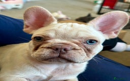 French Bulldog dogs for sale: READY NOW!! KC registered French bulldogs - Image 35