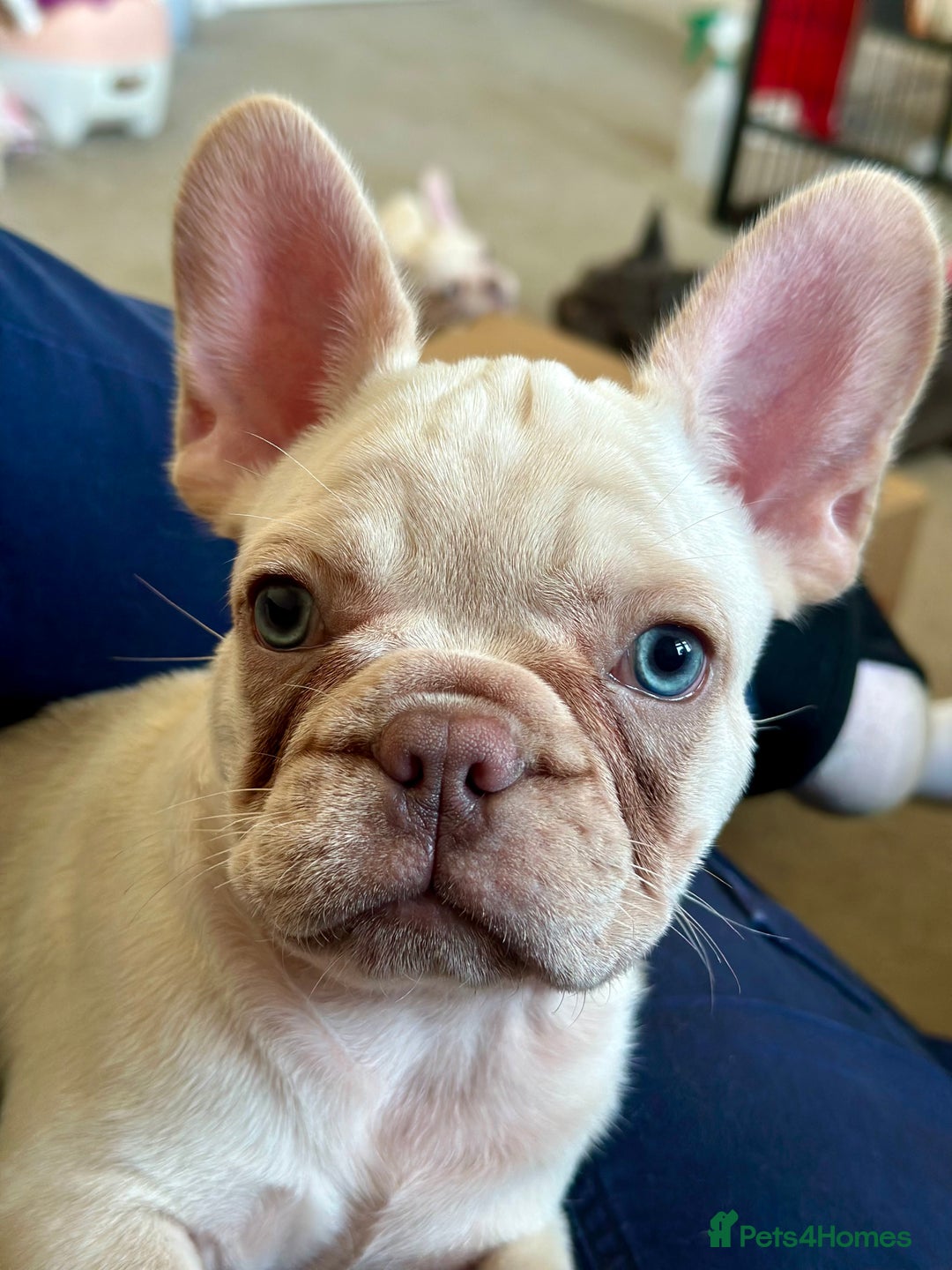French Bulldog dogs for sale: READY NOW!! KC registered French bulldogs - Image 35