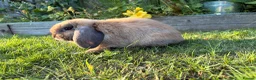 Dwarf Lop rabbits for sale: Dwarf Lop boy  in Nottingham - Advert 2