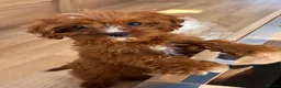 Cavapoo dogs for sale: F1b Cavapoo puppies! - Advert 4
