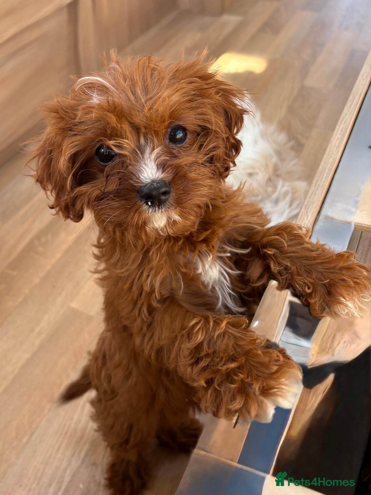 Cavapoo dogs F1b Cavapoo puppies! - Advert 6