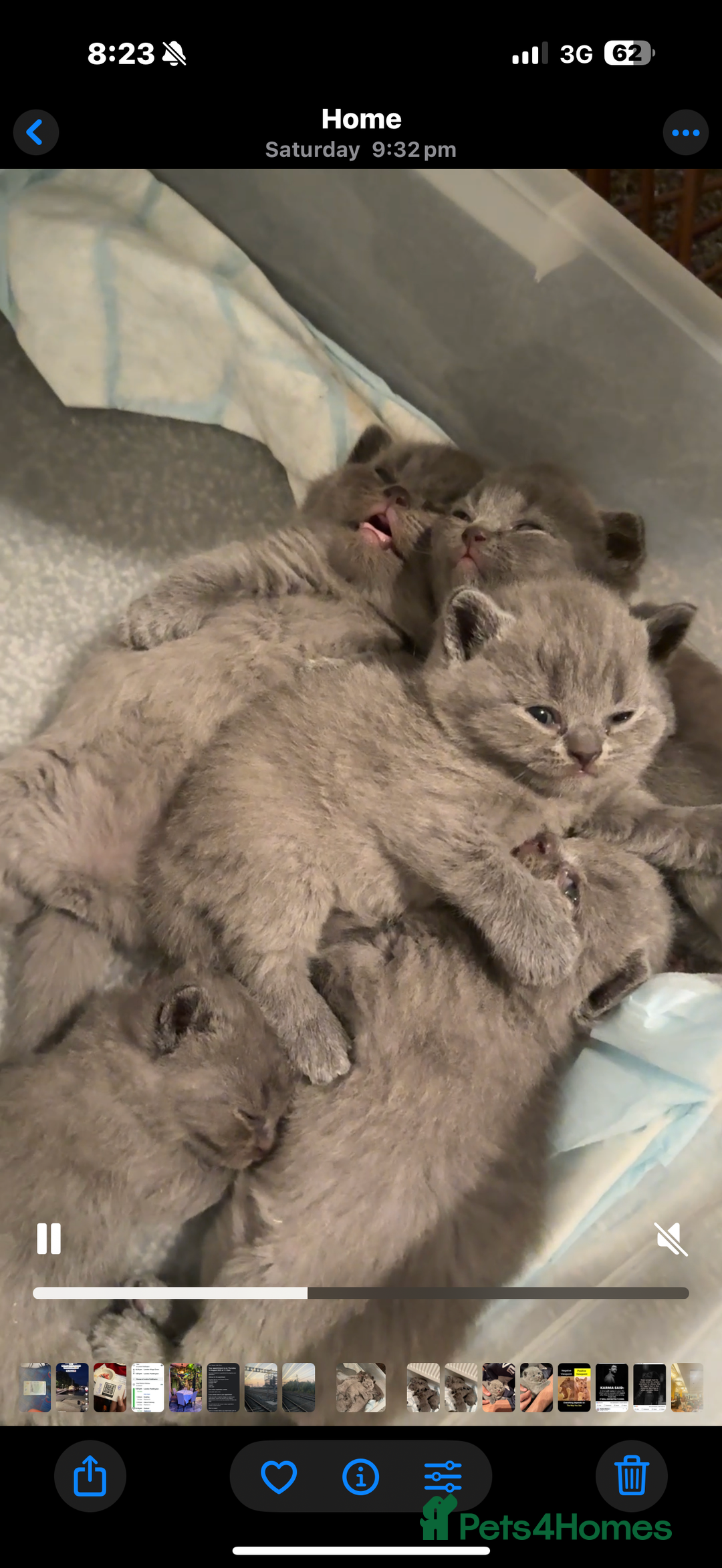 British Shorthair cats for sale: British shorthairs x7 | around oxford  - Image 7