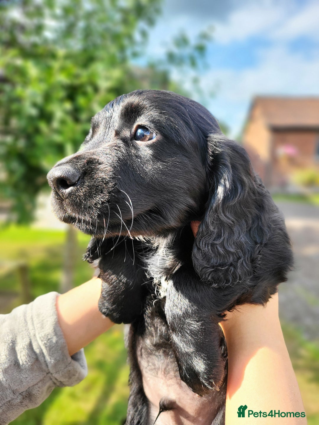Cocker Spaniel dogs for sale: Beautiful Working Cocker Puppies - Image 2