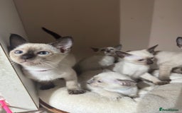 Siamese cats for sale: 5 affectionate adorable Siamese kittens ready now - Image 14