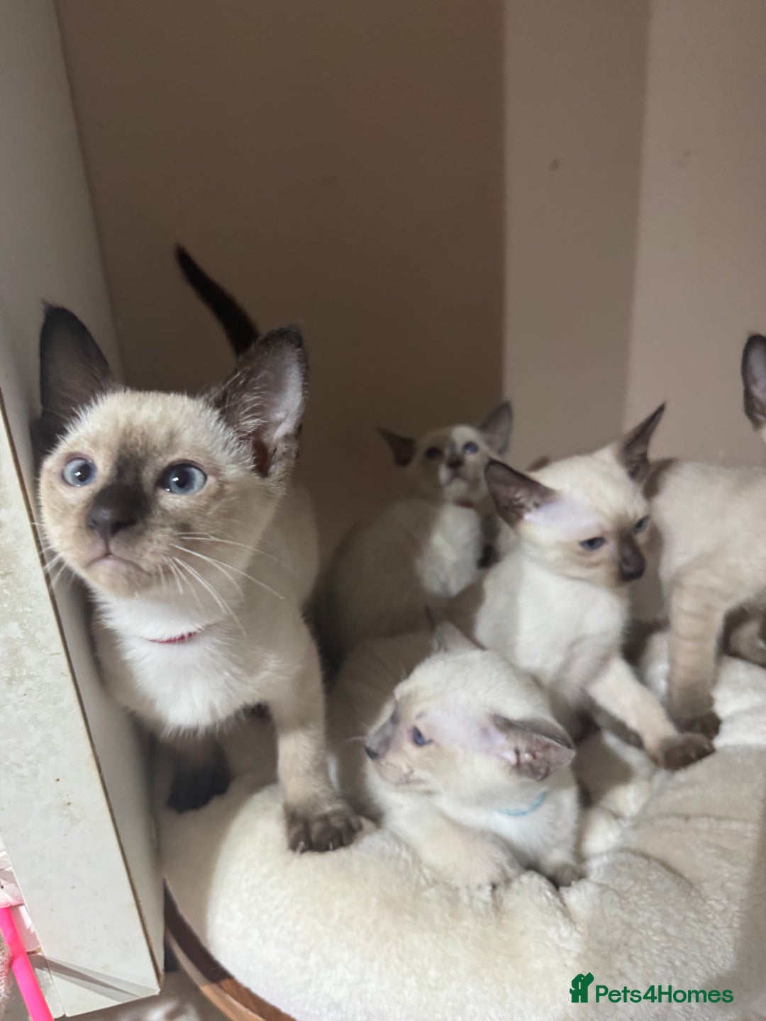Siamese cats for sale: 5 affectionate adorable Siamese kittens ready now - Image 14