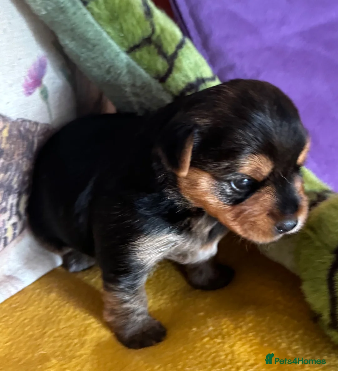 Jack Russell dogs for sale: Gorgeous Health Tested Home Bred pups - Advert 2