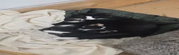 Domestic Shorthair cats for sale: 2 Stunning black and white tuxedo kittens - Advert 11