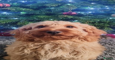 Cockapoo dogs - Advert 6