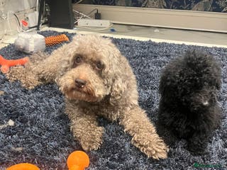 Miniature Poodle dogs Miniature Poodles - Advert 6