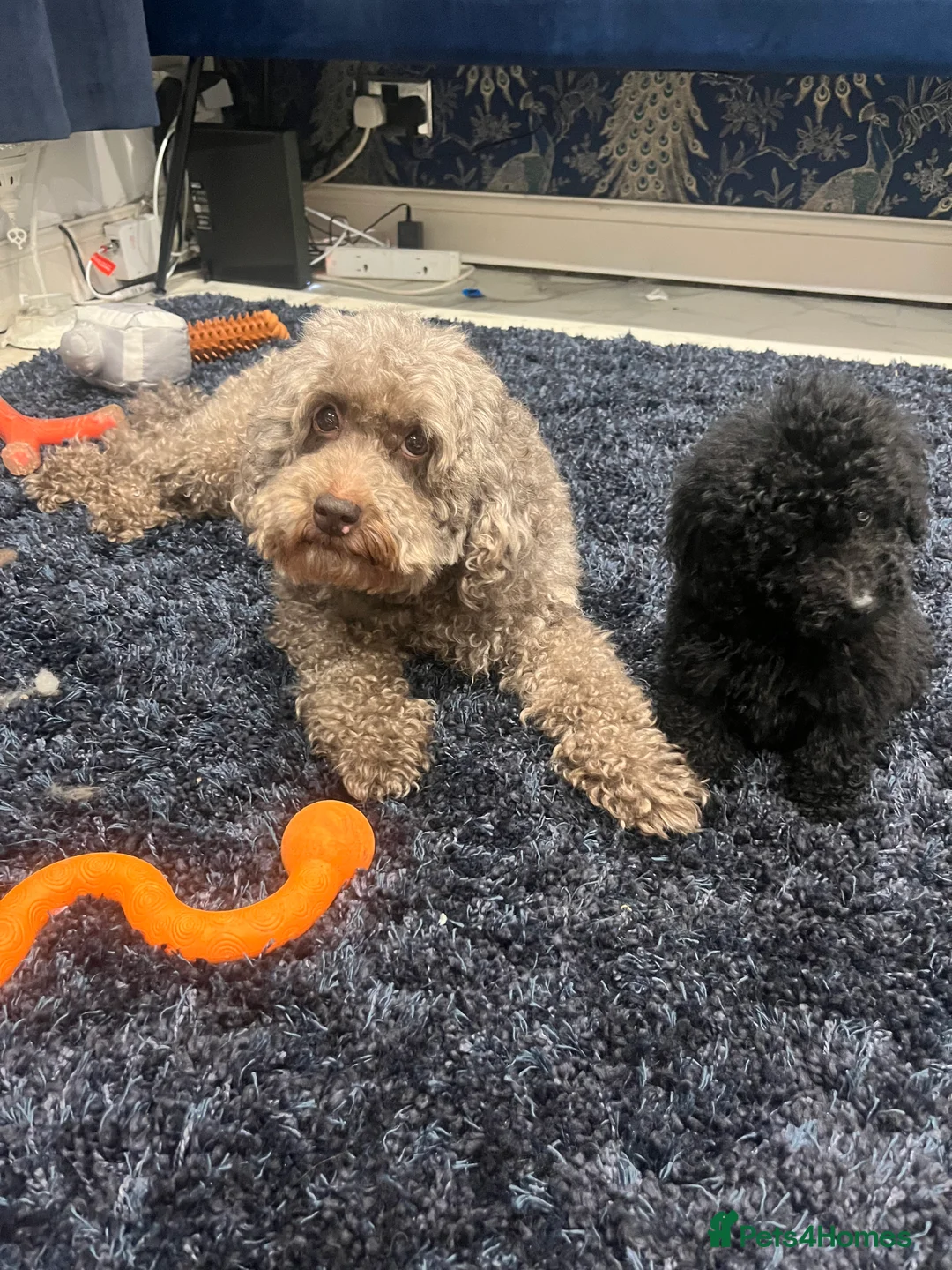 Miniature Poodle dogs for sale: Miniature Poodles!!! with 400 Health Tests!!! - Advert 13