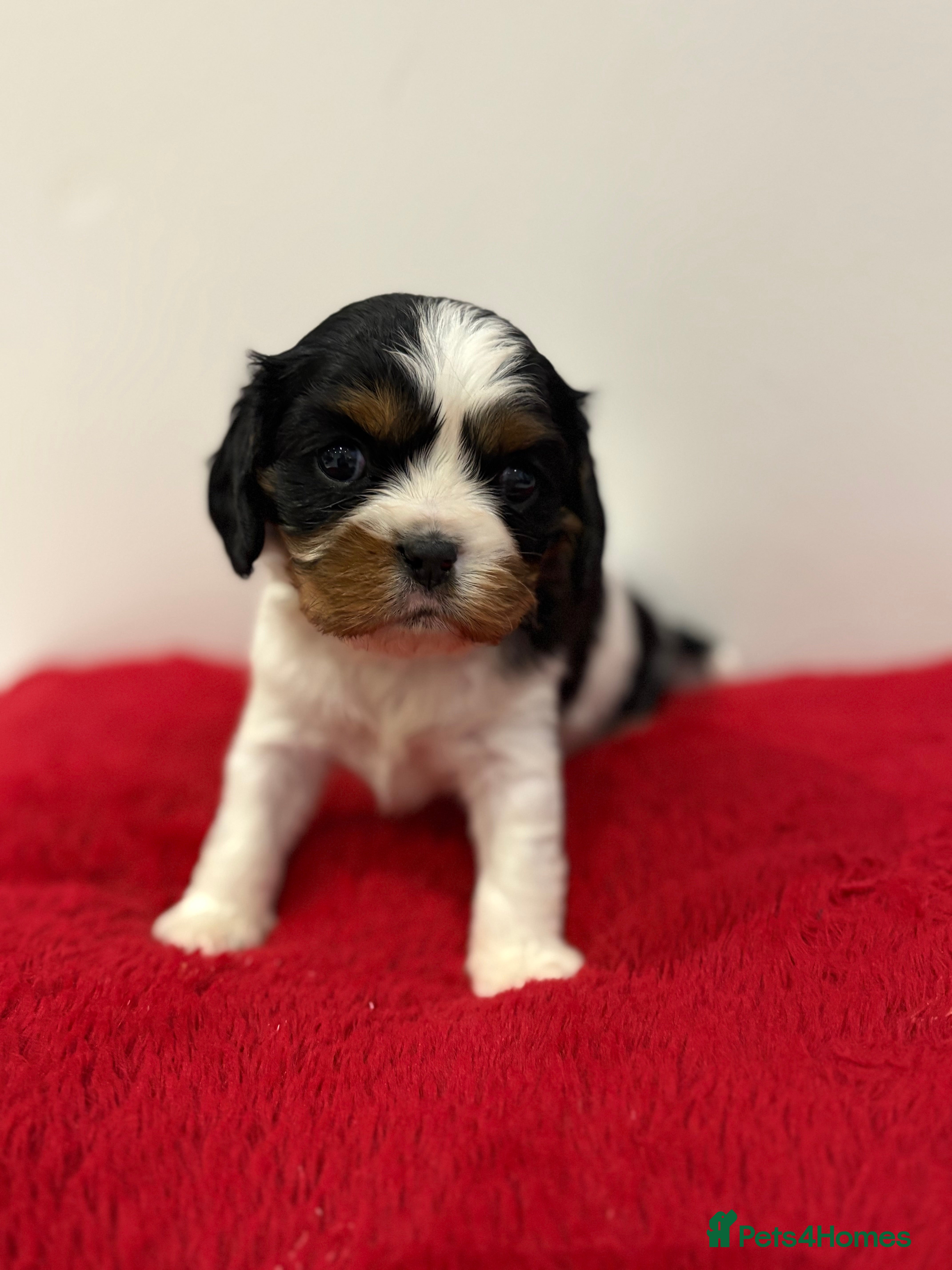 Cavalier King Charles Spaniel dogs Kc & health tested ckcs puppies - Advert 6