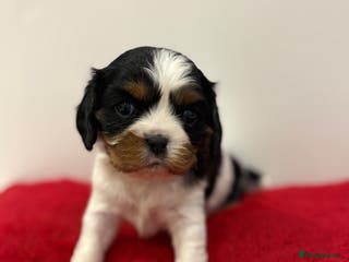Cavalier King Charles Spaniel dogs Kc & health tested ckcs puppies - Advert 2