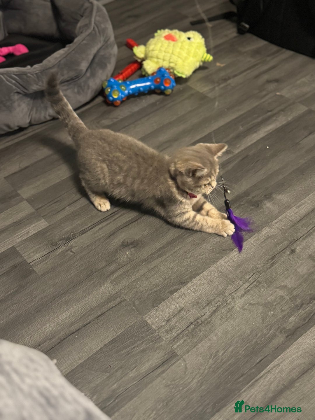 British Shorthair cats for sale:  BritishShorthair,litter trained! 13 weeks  - Advert 5