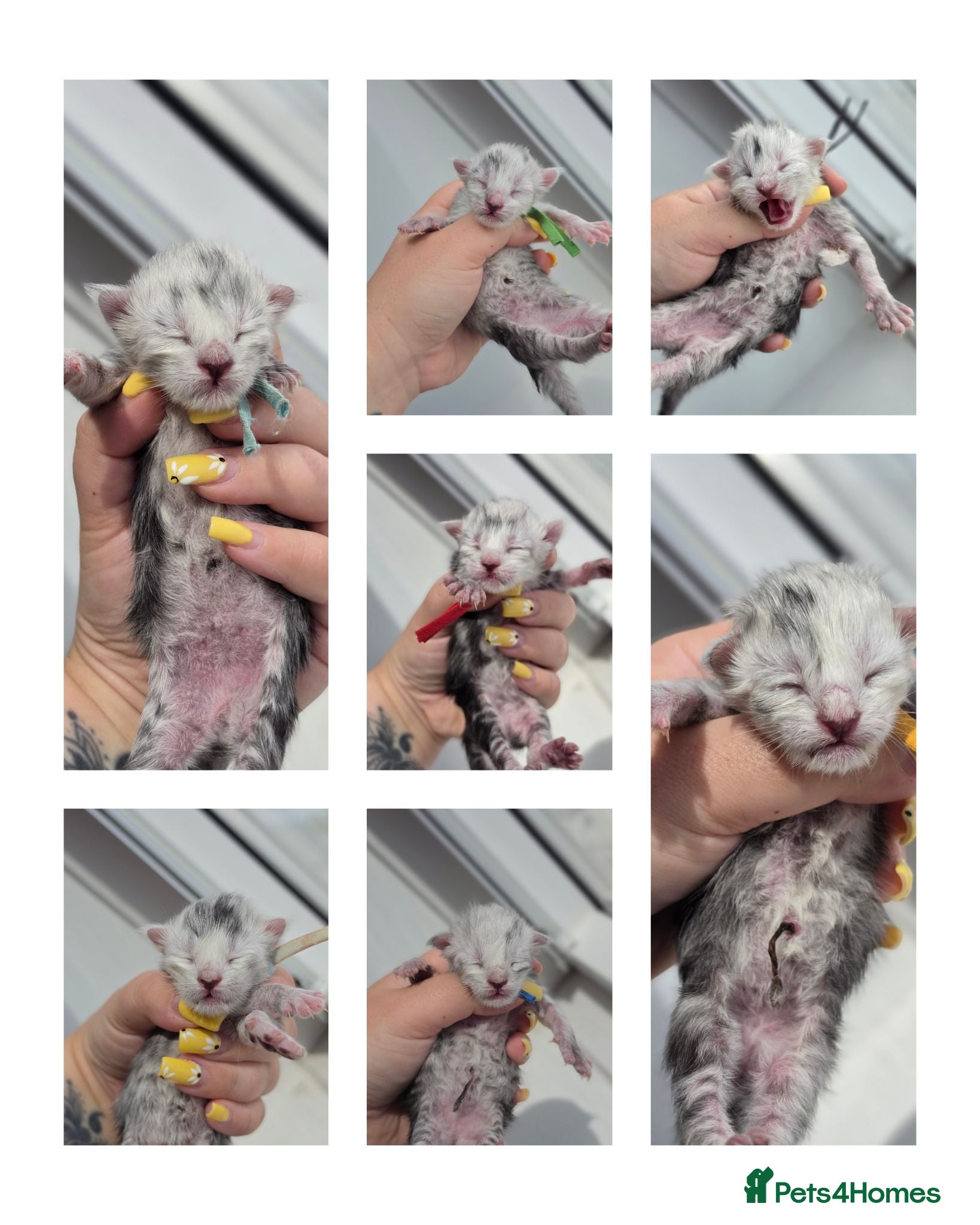 Maine Coon cats TICA Black Silver Shaded Maine Coon Kittens  - Advert 2