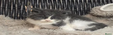 Maine Coon 5