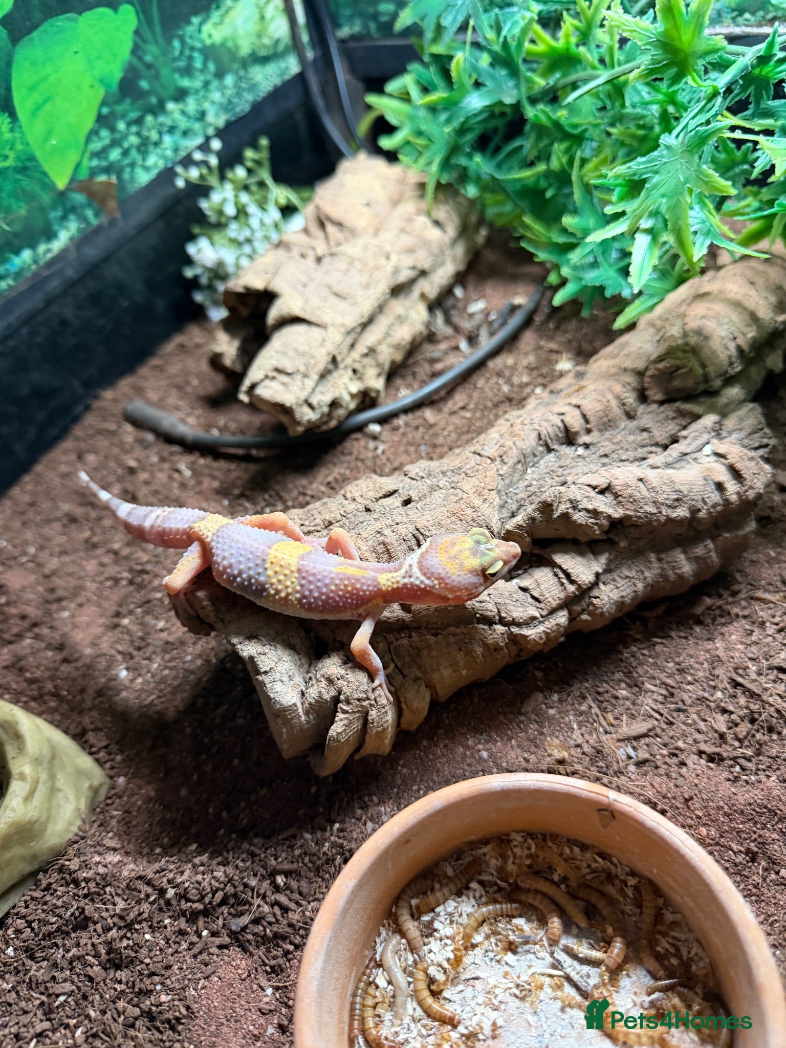 Leopard Gecko reptiles Leopard gecko hatchling/ Juvenile  - Advert 10