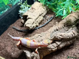 Leopard Gecko reptiles Leopard gecko hatchling/ Juvenile - Advert 1