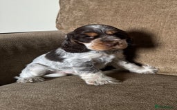Cocker Spaniel dogs for sale: Gorgeous KC reg show cockers  - Image 1