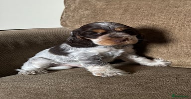 Cocker Spaniel dogs - Advert 9