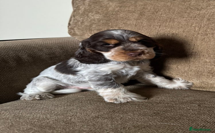 Cocker Spaniel dogs - Advert 3