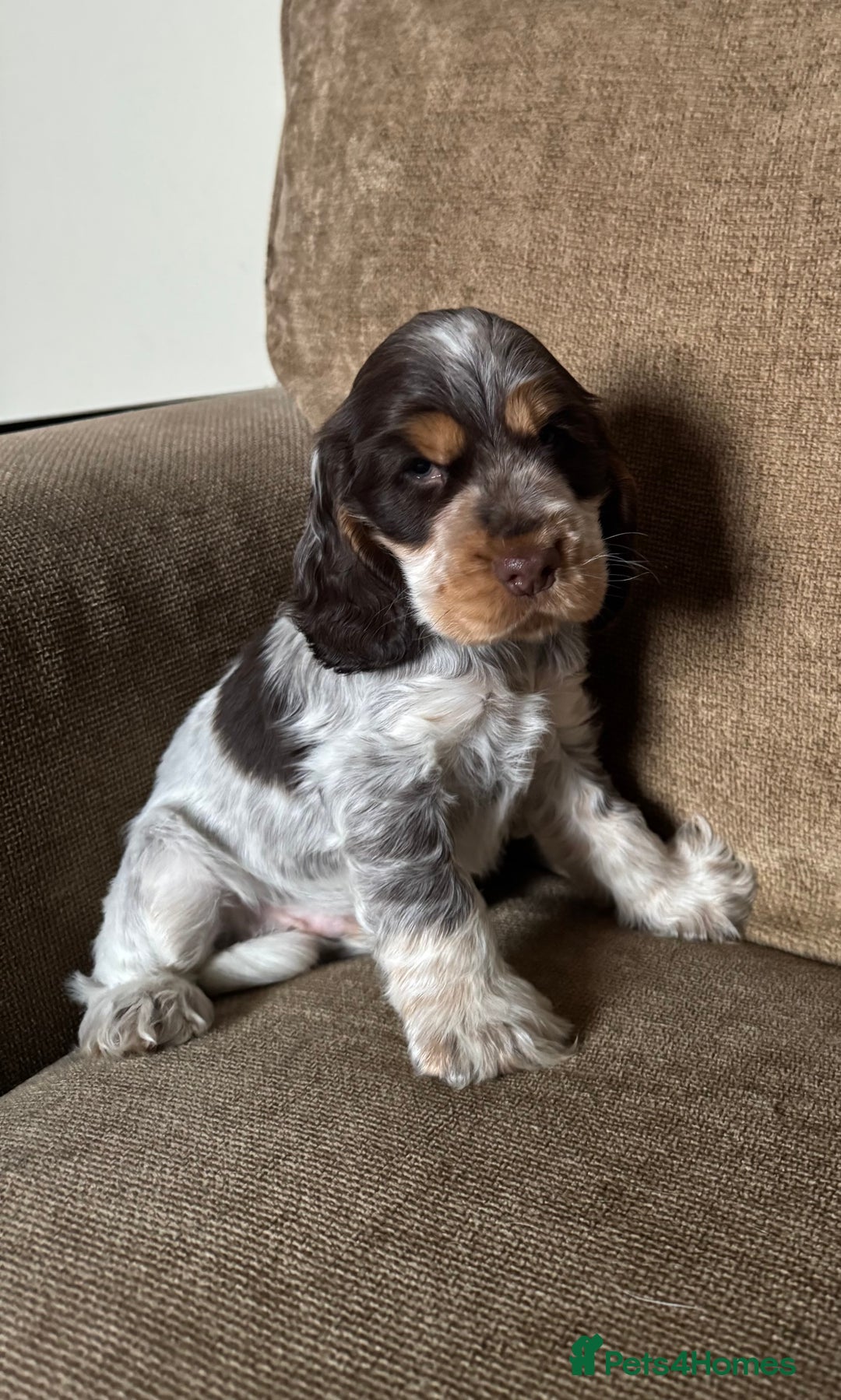 Cocker Spaniel dogs for sale: Gorgeous KC reg show cockers  - Image 1