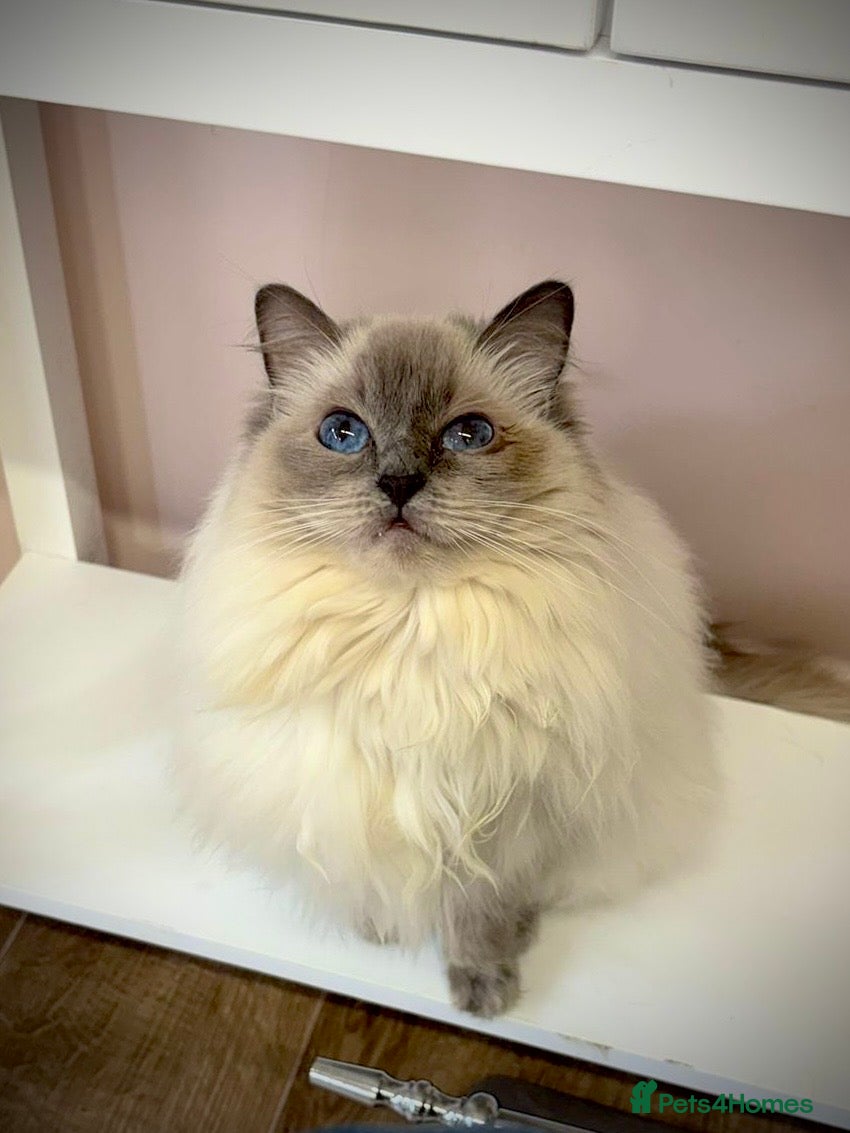 Mixed Breed cats for sale: Adorable Ragdoll Cross Kittens Looking for Homes in Leeds - Advert 4