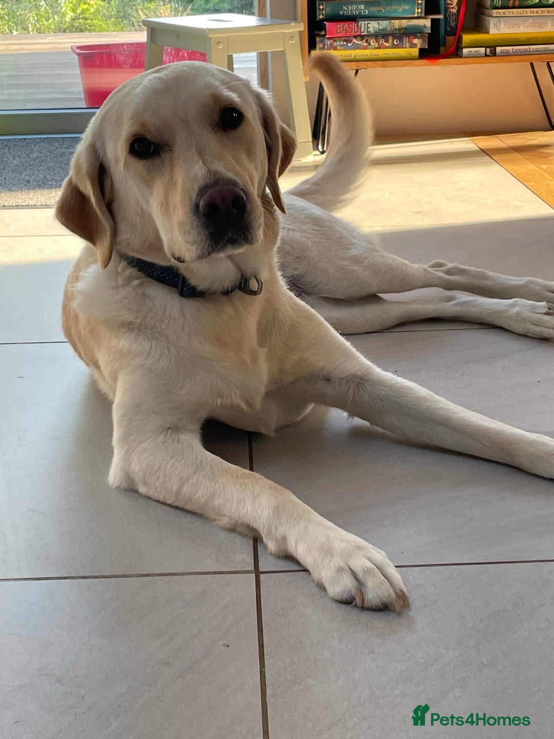 Goldador dogs for sale: Lovely Rowan needs new home. - Image 2