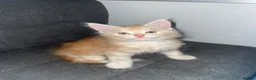 Maine Coon cats for sale: Rare Red Silver Maine Coon Kittens Available  - Advert 10