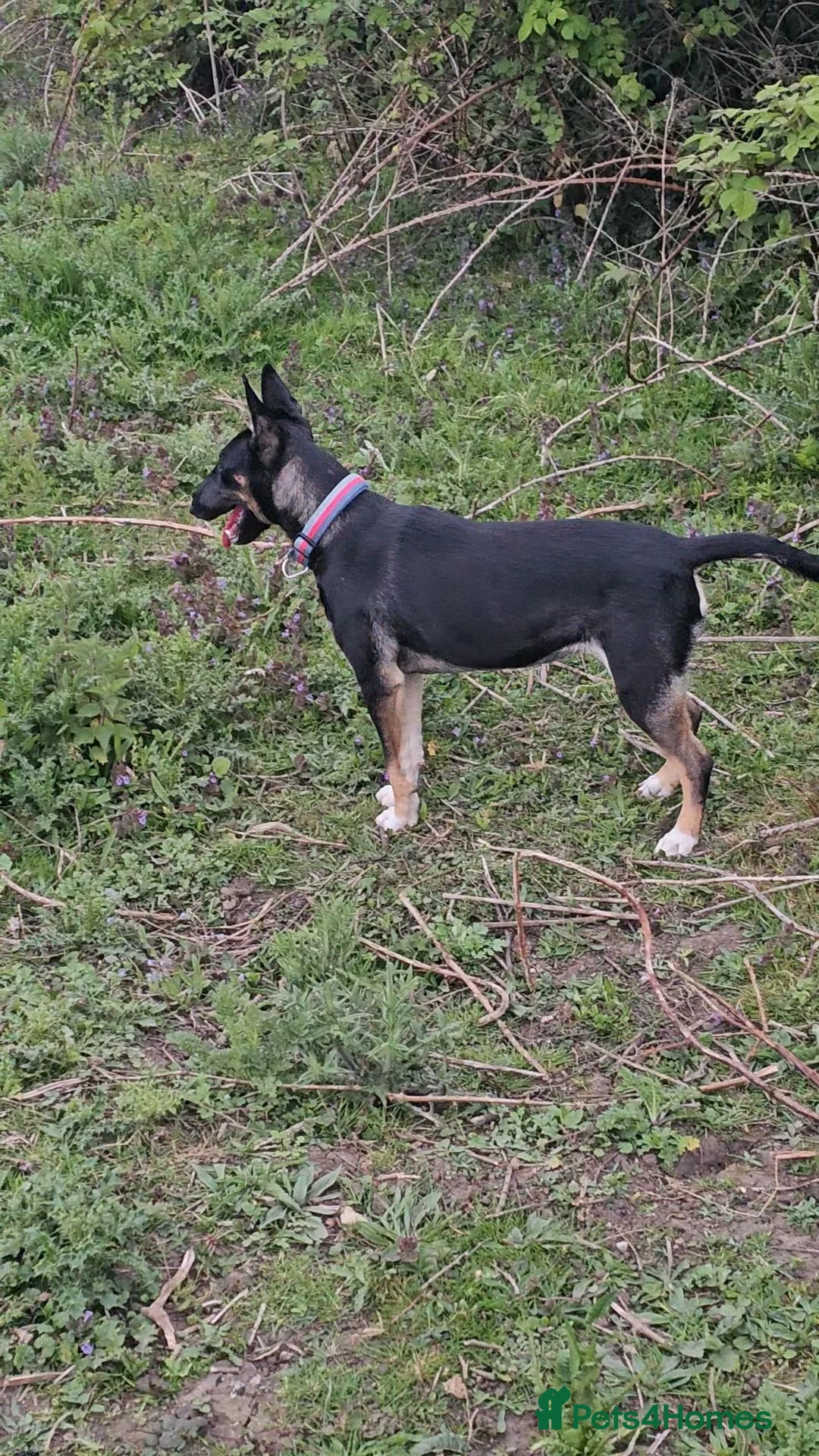 Mixed Breed dogs for sale: 6 month English Bull terrier F mix in Canterbury - Advert 2