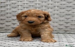 Cockapoo dogs for sale: 😍😍 F1 cockapoo puppies 😍😍 - Image 10