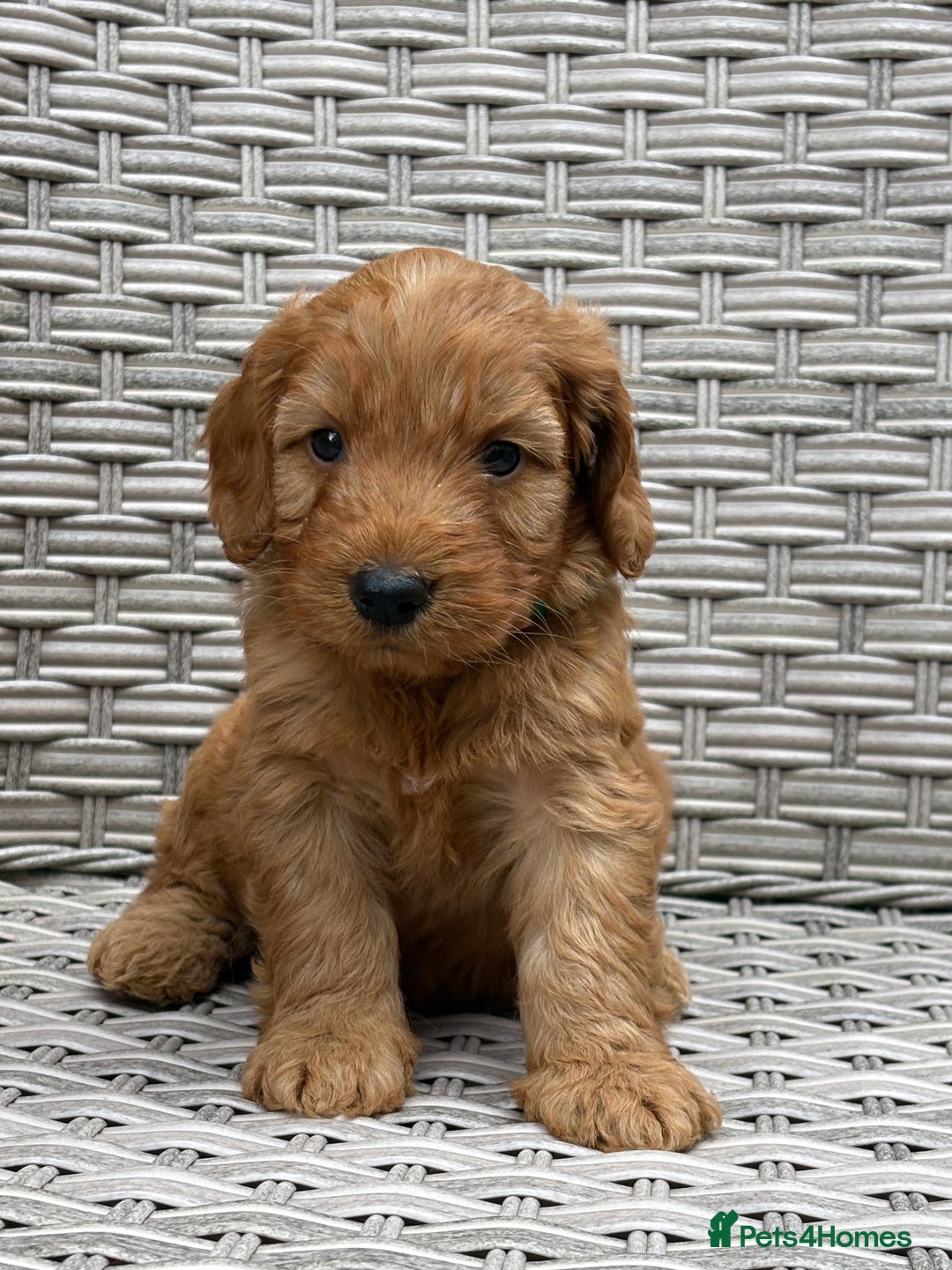 Cockapoo dogs for sale: 😍😍 F1 cockapoo puppies 😍😍 - Image 10