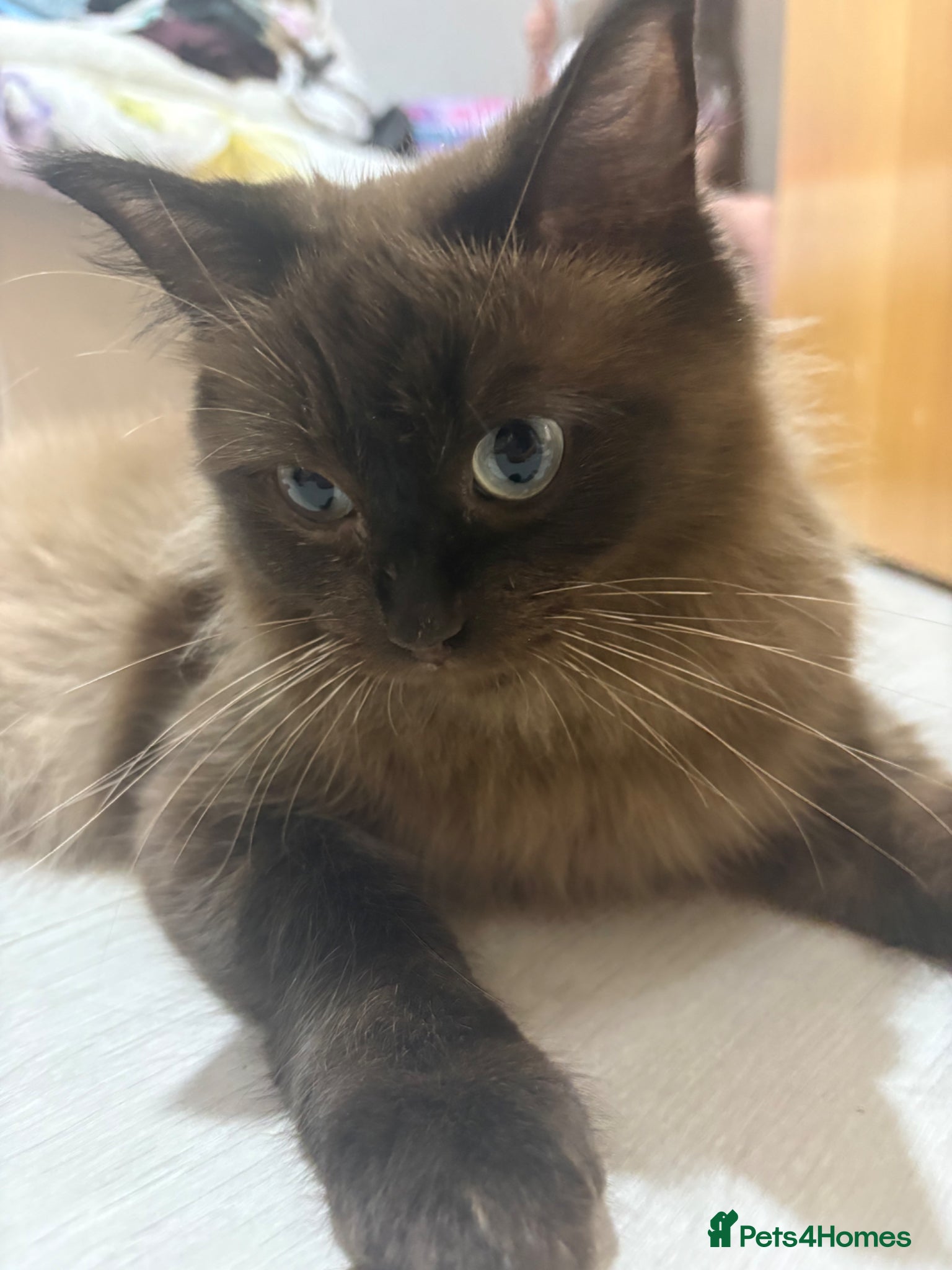 Ragdoll cats for sale: Ragdoll x bengal kittens  - Advert 1