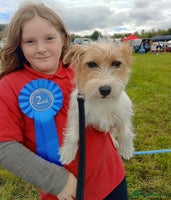 Jack Russell dogs - Advert 6