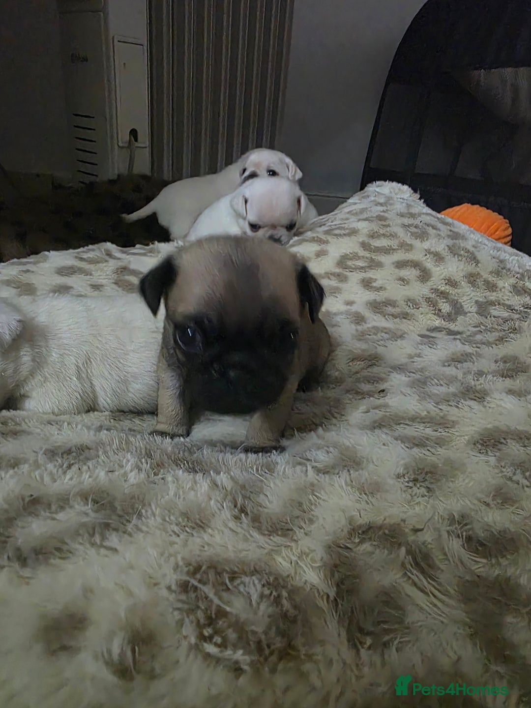 Pug dogs for sale: Full breed pugs pups 5 male 1 female  - Advert 4