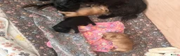 Yorkiepoo dogs for sale: Gorgeous Yorkiepoo’s - Advert 12