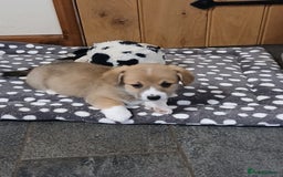 Welsh Corgi Pembroke dogs for sale: Beautiful corgis - Image 5