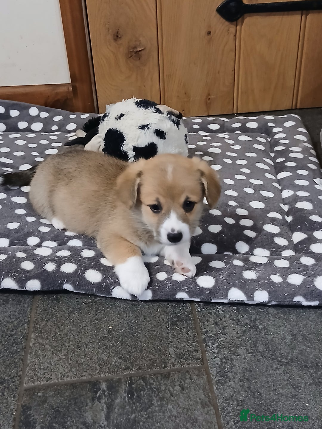 Welsh Corgi Pembroke dogs for sale: Beautiful corgis - Image 5