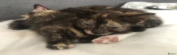 Mixed Breed cats for sale: Two Female Tortoiseshell Kittens For Sale! - Advert 5